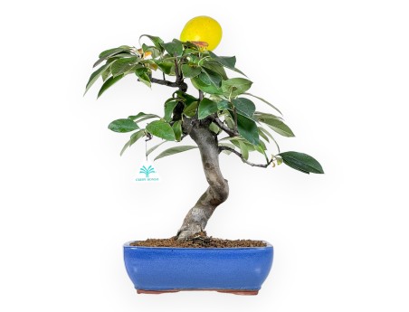 Bonsaï de Pseudocydonia de 44 cm | Pot rectangulaire bleu