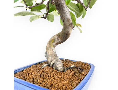 Bonsai di Pseudocydonia da 44 cm | Vaso rettangolare blu