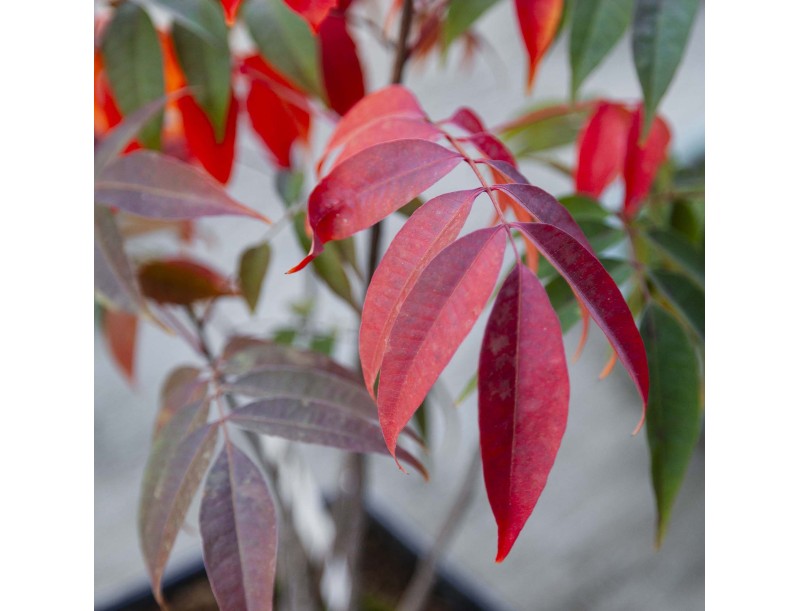 Rhus succedanea - Woodland-style outdoor bonsai