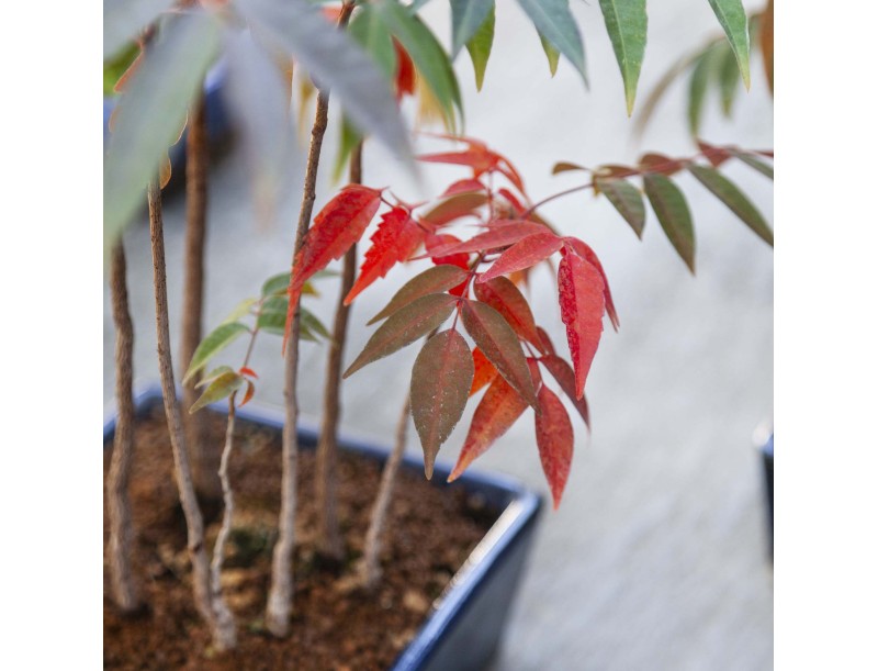 Rhus succedanea - Bonsái de exterior estilo bosque