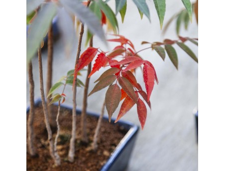 Rhus succedanea - Freilandbonsai im Waldstil