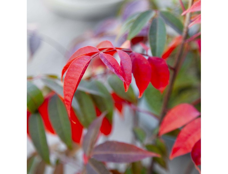 Rhus succedanea - Freilandbonsai im Waldstil