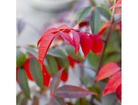 Rhus succedanea - Bos-stijl buitenbonsai