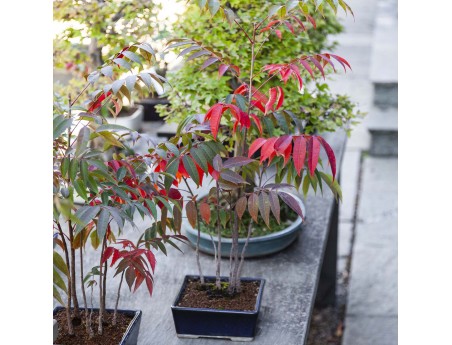 Rhus succedanea - Freilandbonsai im Waldstil