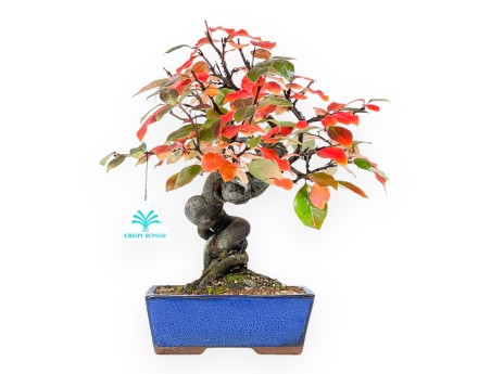 Pseudocydonia Bonsai von 32 cm | Rechteckig blau Topf