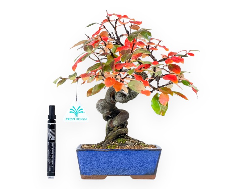 Pseudocydonia Bonsai von 32 cm | Rechteckig blau Topf