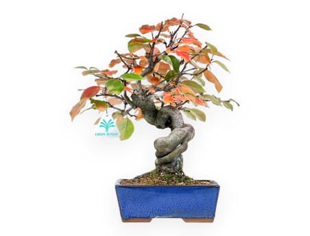 Pseudocydonia Bonsai von 32 cm | Rechteckig blau Topf