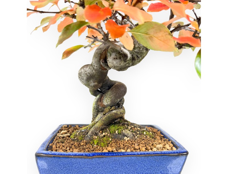 Pseudocydonia Bonsai von 32 cm | Rechteckig blau Topf
