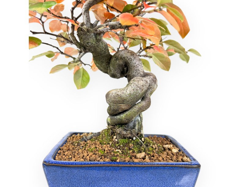 Bonsái de Pseudocydonia de 32 cm | Maceta rectangular azul