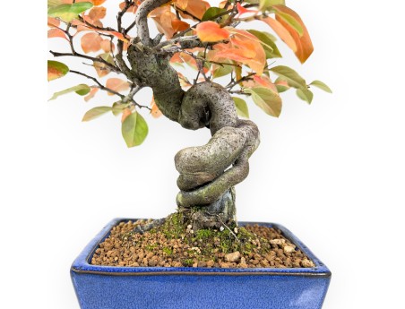 Pseudocydonia Bonsai von 32 cm | Rechteckig blau Topf