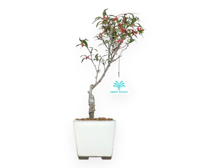 Ilex bonsai 31 cm | Maceta cuadrada beige