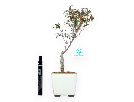 Ilex bonsai 31 cm | Pot carré beige