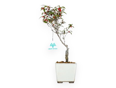 Ilex bonsai 31 cm | Pot carré beige