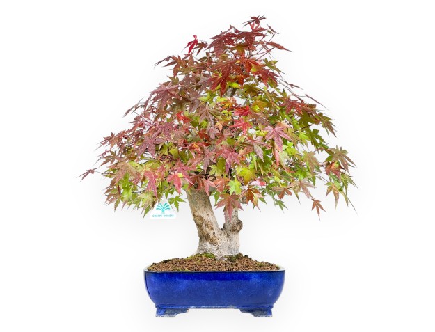 Bonsái de arce de 54 cm | Maceta rectangular azul