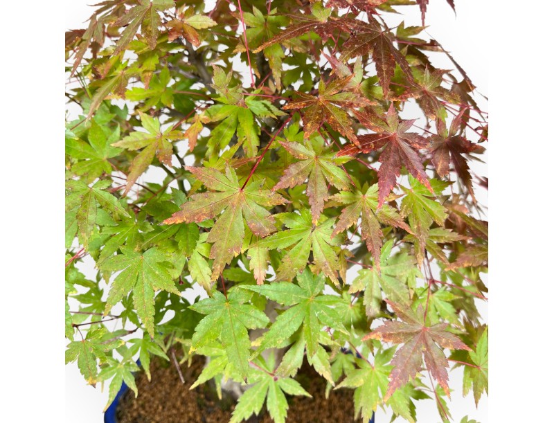 Bonsaï de Érable de 54 cm | Pot rectangulaire bleu
