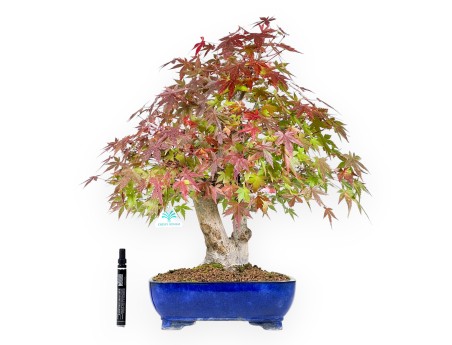 Maple bonsai 54 cm | Blue rectangular pot