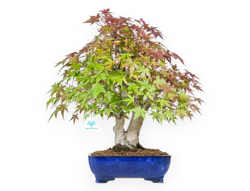 Maple bonsai 54 cm | Blue rectangular pot
