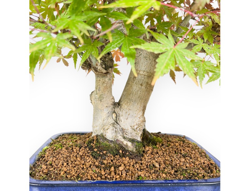 Bonsai di acero da 54 cm | Vaso rettangolare blu