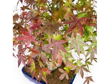 Maple bonsai 54 cm | Blue rectangular pot