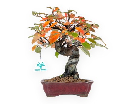Bonsaï de Pseudocydonia de 28 cm | Pot rectangulaire rouge