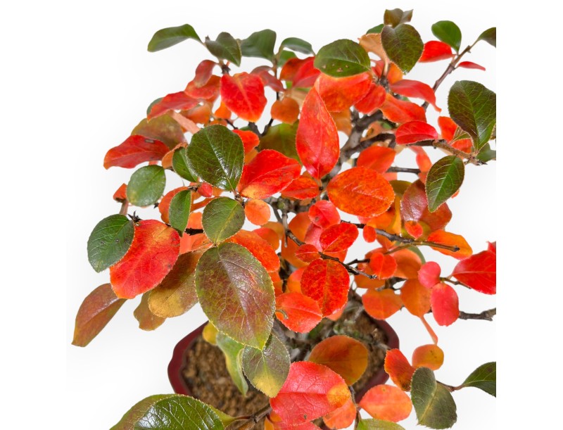 Pseudocydonia bonsai van 28 cm | Rechthoekige rood pot