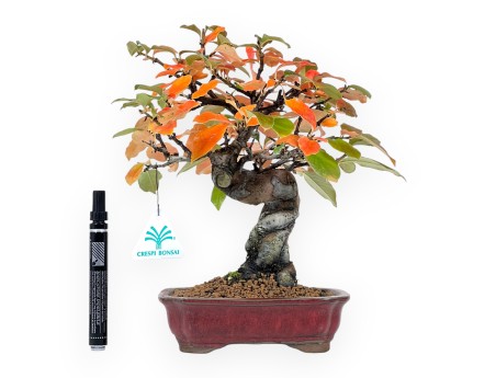 Bonsai di Pseudocydonia da 28 cm | Vaso rettangolare rosso