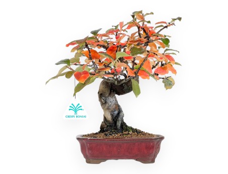Pseudocydonia bonsai van 28 cm | Rechthoekige rood pot