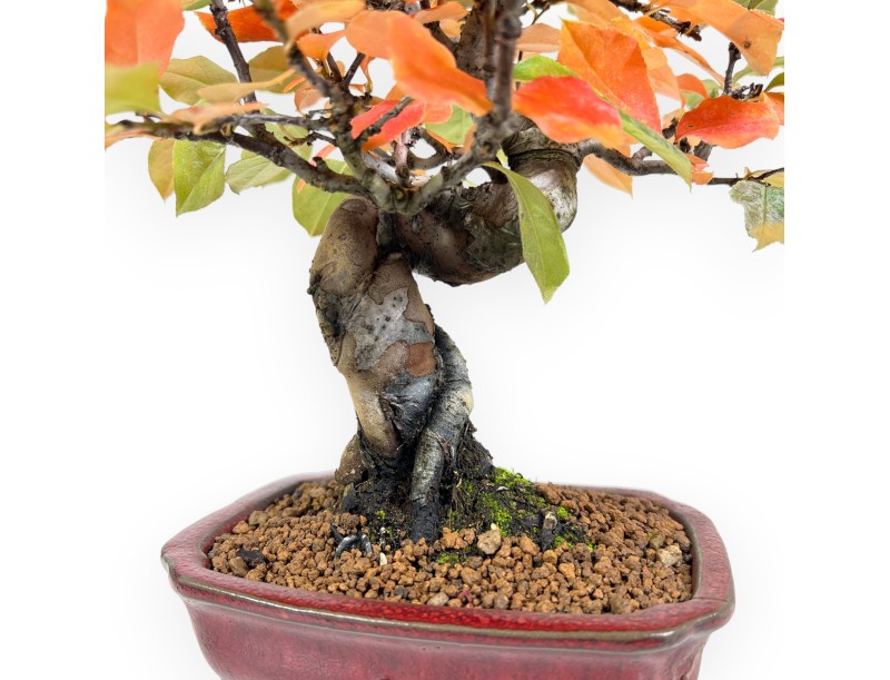 Pseudocydonia Bonsai von 28 cm | Rechteckiger rot Topf
