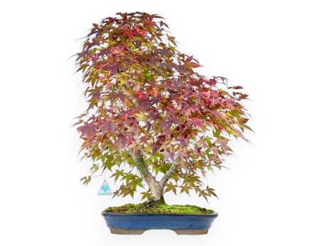Maple bonsai 61 cm | Blue oval pot