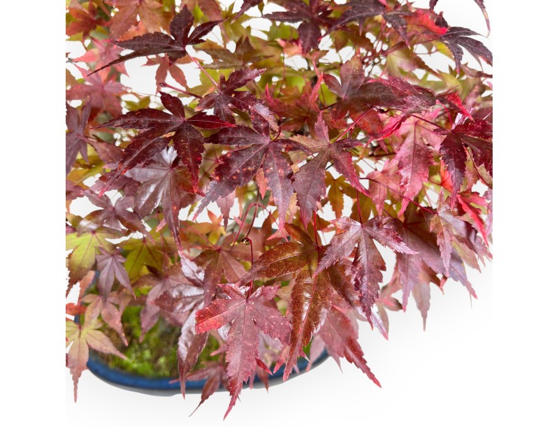 Bonsai di acero da 61 cm | Vaso ovale blu