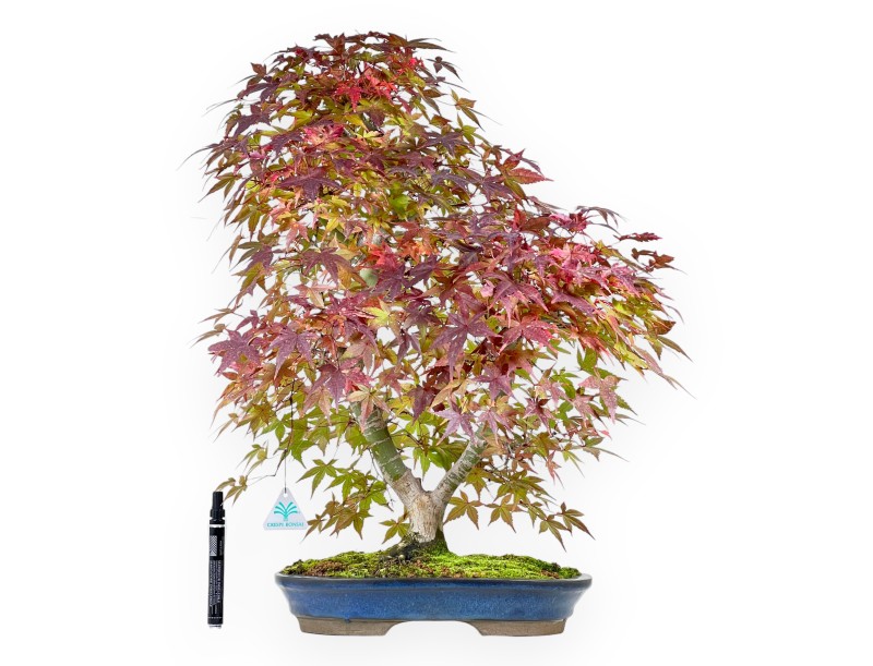 Ahorne Bonsai von 61 cm | Ovaler blau Topf
