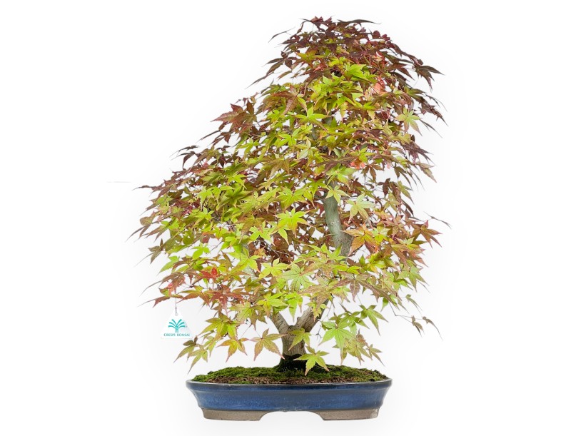 Maple bonsai 61 cm | Blue oval pot