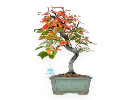 Pseudocydonia bonsai van 37 cm | Rechthoekige groen pot