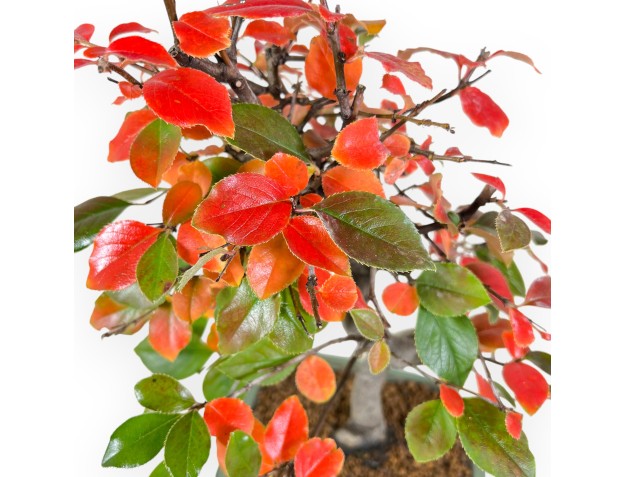 Pseudocydonia bonsai van 37 cm | Rechthoekige groen pot 2