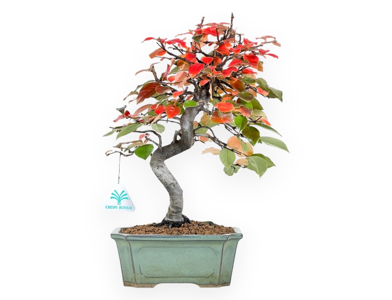 Bonsai di Pseudocydonia da 37 cm | Vaso rettangolare verde