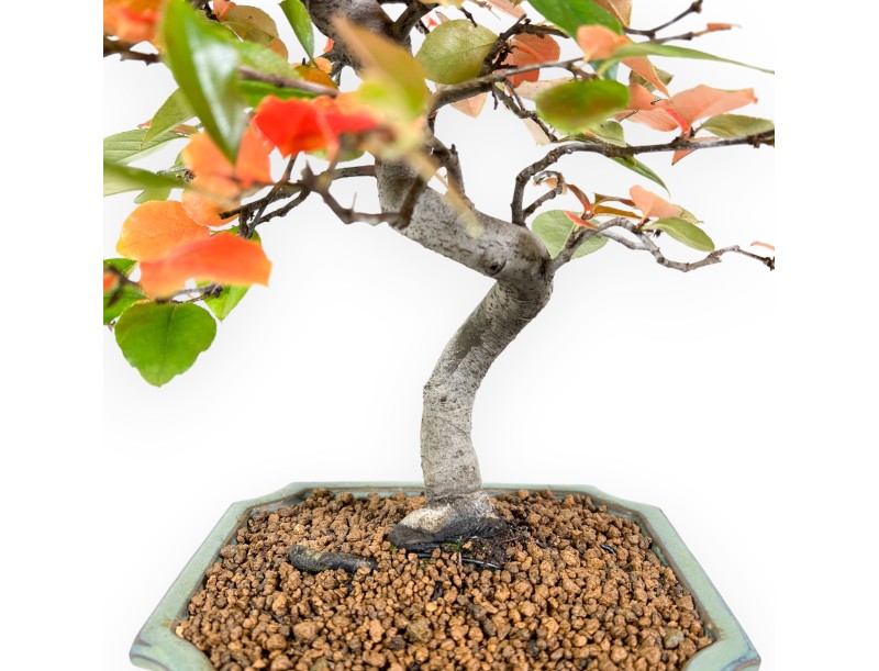 Pseudocydonia Bonsai von 37 cm | Rechteckiger grün Topf