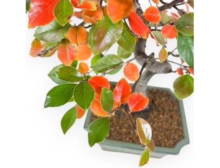 Bonsai di Pseudocydonia da 37 cm | Vaso rettangolare verde