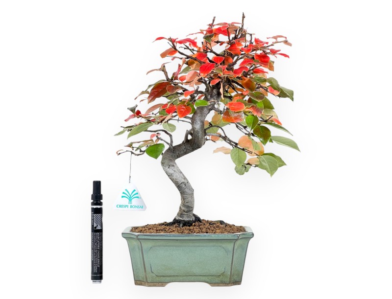 Pseudocydonia bonsai van 37 cm | Rechthoekige groen pot