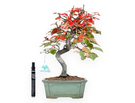 Pseudocydonia bonsai van 37 cm | Rechthoekige groen pot