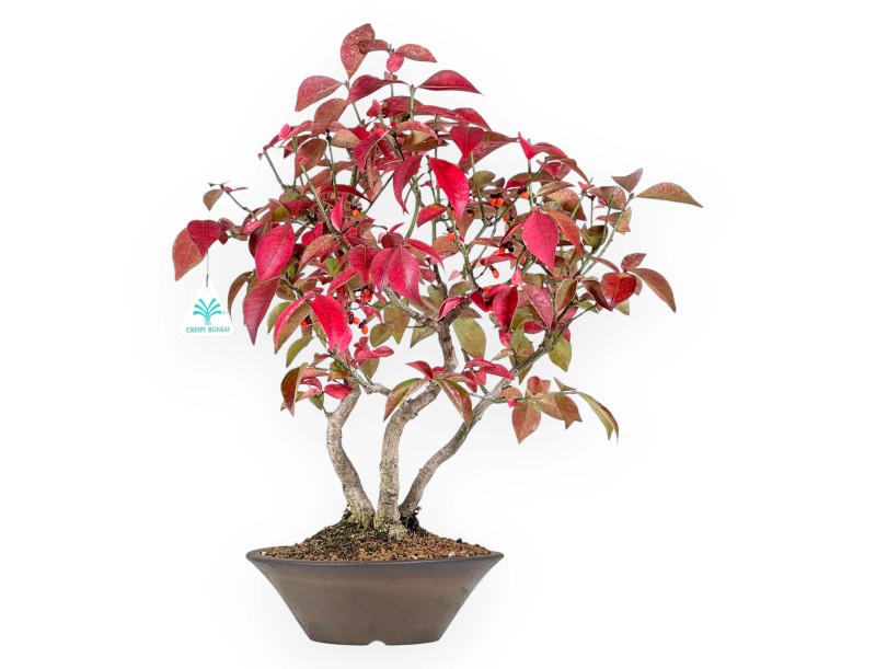 Bonsai di Euonymus alatus da 46 cm | Vaso tondo grès