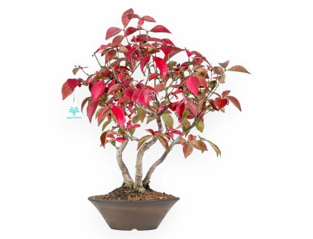 Bonsai di Euonymus alatus da 46 cm | Vaso tondo grès