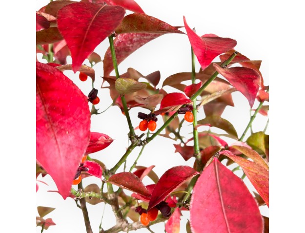Euonymus alatus bonsai 46 cm | Maceta redonda de gres 2