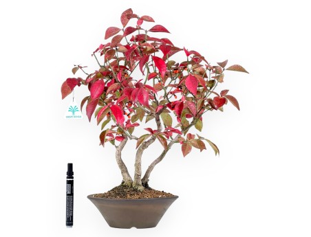 Euonymus alatus bonsai 46 cm | Round stoneware pot
