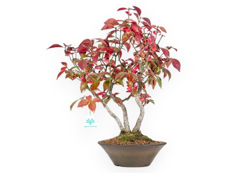 Euonymus alatus bonsai 46 cm | Round stoneware pot