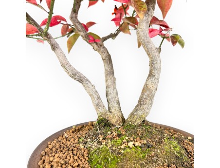 Euonymus alatus Bonsai 46 cm | Rond Steingut Topf