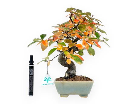 Bonsai di Pseudocydonia da 30 cm | Vaso quadrato verde