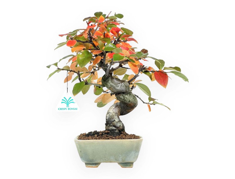 Pseudocydonia Bonsai von 30 cm | Quadratisch grün Topf