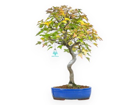 Bonsai di acero da 49 cm | Vaso ovale blu