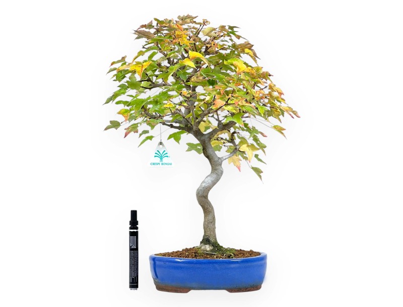 Bonsaï de Érable de 49 cm | Pot ovale bleu