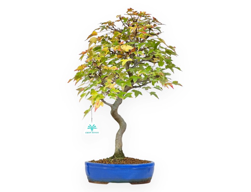 Bonsái de arce de 49 cm | Maceta oval azul
